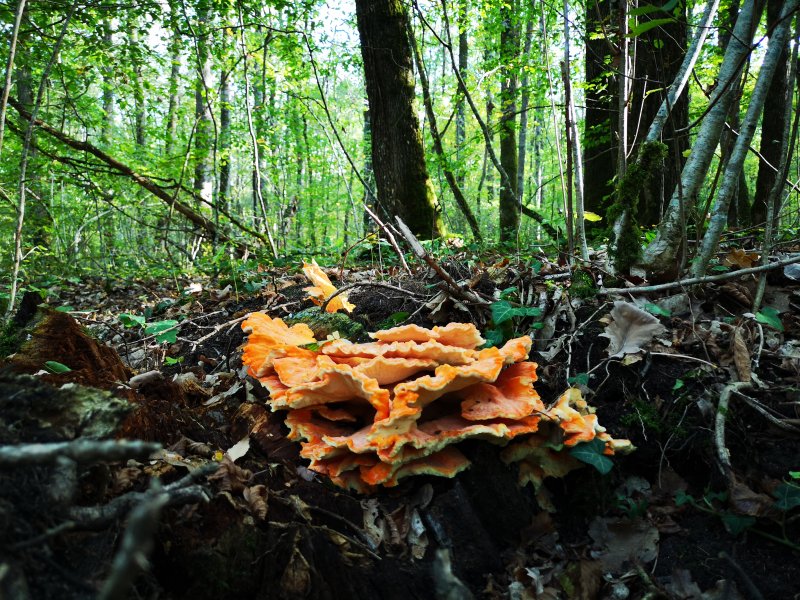 Champignon. Polypore soufré. La Jonchère. Aline Mériau